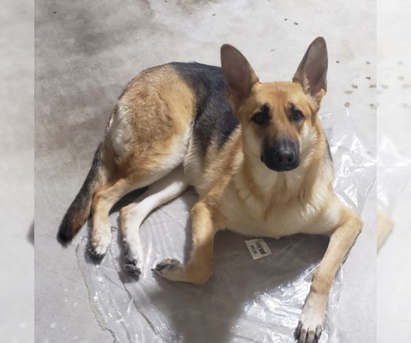 Medium Photo #1 German Shepherd Dog Puppy For Sale in McKinney, TX, USA