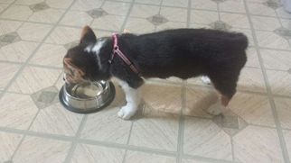 Pembroke Welsh Corgi Puppy for sale in MILWAUKEE, WI, USA
