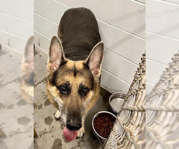 Medium Photo #1 German Shepherd Dog Puppy For Sale in Tavares, FL, USA