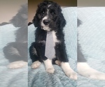 Small Photo #1 Aussiedoodle Puppy For Sale in DOWELLTOWN, TN, USA