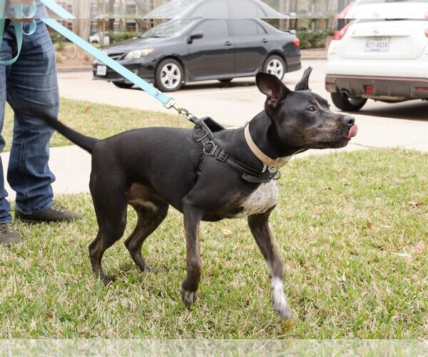 Medium Photo #7 Labrador Retriever-Unknown Mix Puppy For Sale in Katy, TX, USA