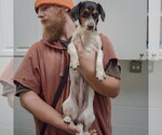 Small #3 Jackshund
