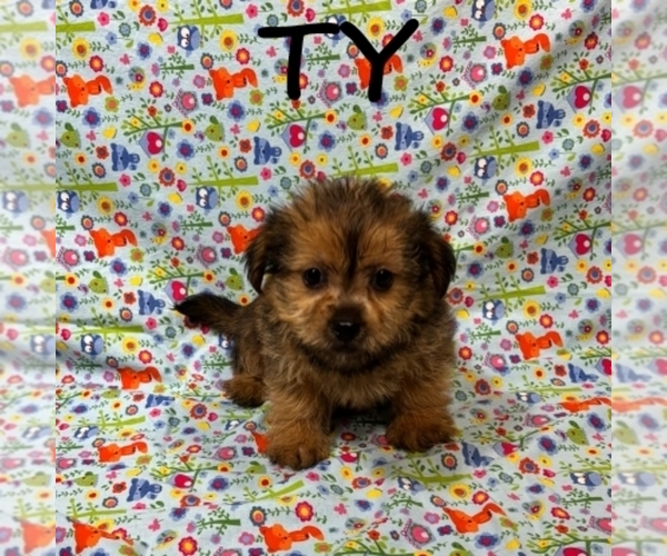 Medium Photo #2 Shorkie Tzu Puppy For Sale in HARTLAND, MN, USA