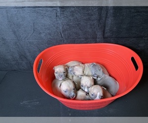 American Bully Puppy for sale in FLORISSANT, MO, USA