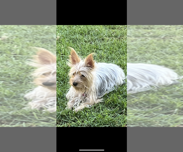 Medium Photo #1 Yorkshire Terrier Puppy For Sale in NORCO, CA, USA