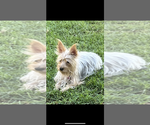 Small Photo #1 Yorkshire Terrier Puppy For Sale in NORCO, CA, USA