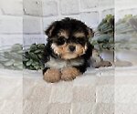 Small #17 Morkie
