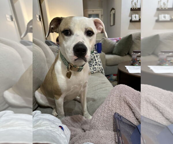 Medium Photo #2 Mutt Puppy For Sale in Boston, MA, USA