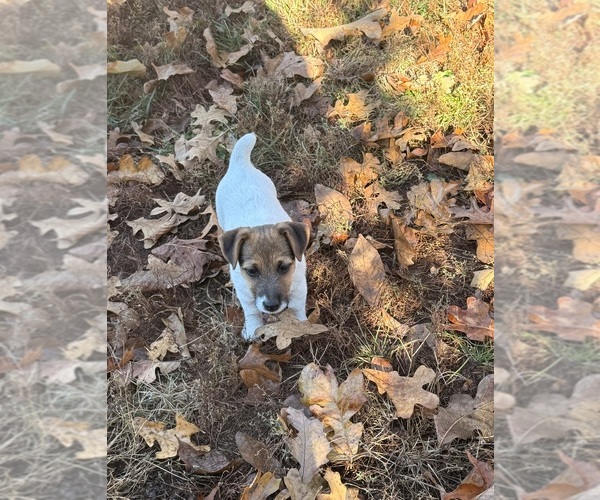 Medium Photo #2 Jack Russell Terrier Puppy For Sale in FREEMAN, MO, USA