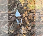 Small #1 Jack Russell Terrier