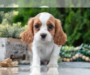 Medium Cavalier King Charles Spaniel
