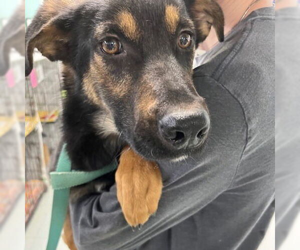 Medium Photo #6 Mutt Puppy For Sale in Elmsford, NY, USA