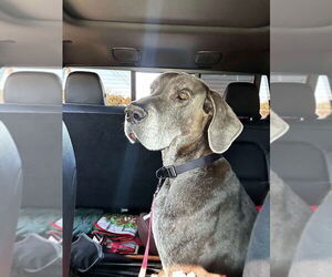 Great Dane Dogs for adoption in Bullard, TX, USA
