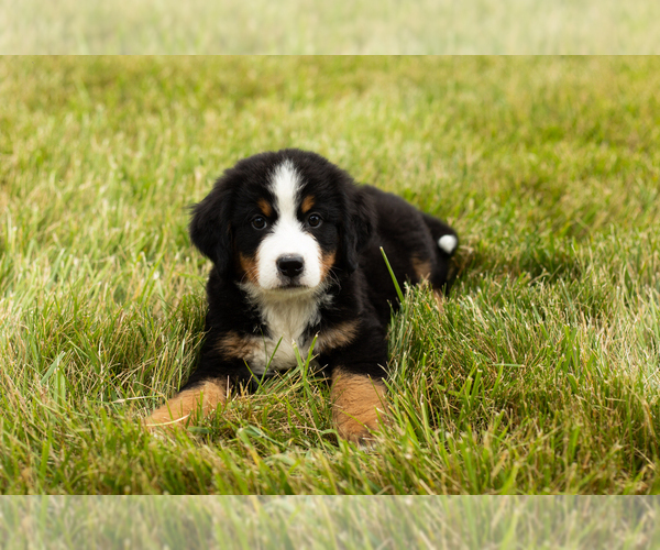 Medium Photo #4 Bernese Mountain Dog Puppy For Sale in SHIPSHEWANA, IN, USA