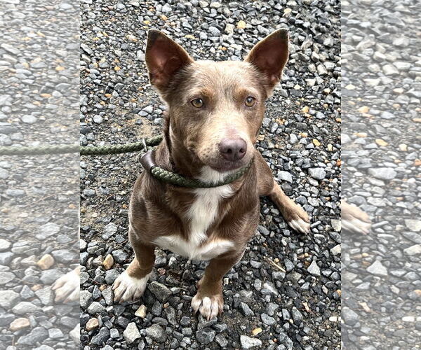 Medium Photo #3 Pembroke Welsh Corgi-Unknown Mix Puppy For Sale in Rockaway, NJ, USA