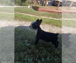 Small #7 Boston Terrier