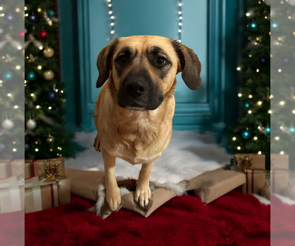 Medium Photo #6 Mastiff-Unknown Mix Puppy For Sale in Vail, AZ, USA