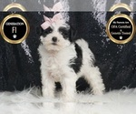 Small #6 YorkiePoo