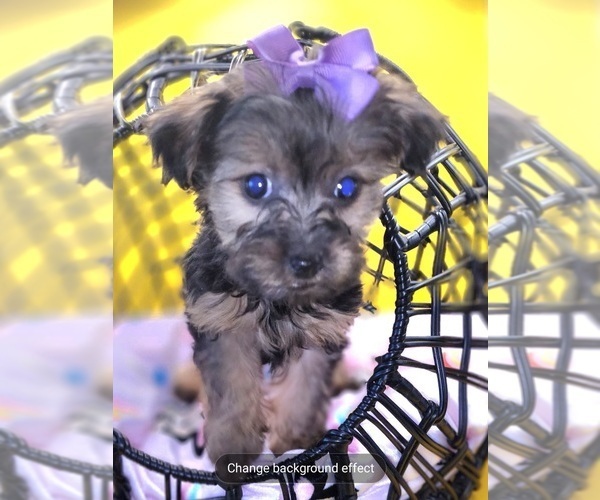 Medium Photo #3 YorkiePoo Puppy For Sale in BLUE MOUND, TX, USA