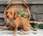 Small Photo #20 Dachshund Puppy For Sale in NAPPANEE, IN, USA