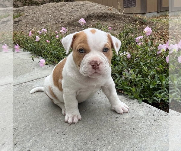 Medium Photo #1 Bulldog Puppy For Sale in Menifee, CA, USA