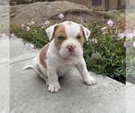 Briar - Female Bulldog Dog for Adoption - Small photo