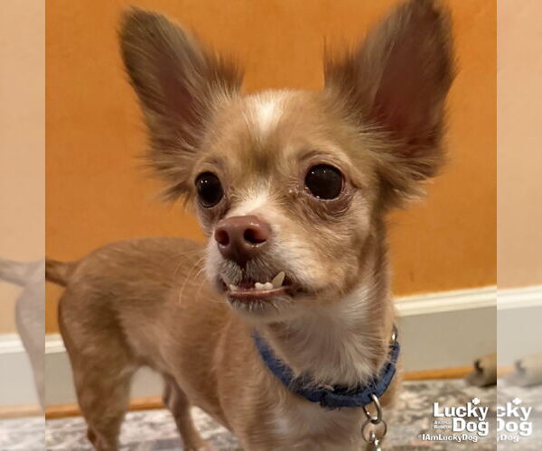 Medium Photo #12 Chihuahua-Unknown Mix Puppy For Sale in Washington, DC, USA