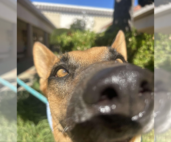 Medium Photo #3 Mutt Puppy For Sale in Fresno, CA, USA