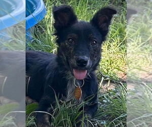 Mutt Dogs for adoption in Claremore, OK, USA