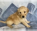 Small Photo #23 Goldendoodle Puppy For Sale in MC LEANSVILLE, NC, USA