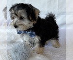 Small #3 Morkie