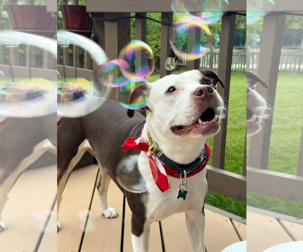 Medium Photo #14 American Pit Bull Terrier-Unknown Mix Puppy For Sale in Alexandria, VA, USA