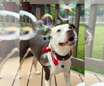 Small Photo #14 American Pit Bull Terrier-Unknown Mix Puppy For Sale in Alexandria, VA, USA