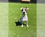 Small #1 American Pit Bull Terrier