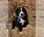 Small Photo #8 Bernedoodle Puppy For Sale in SHELBYVILLE, IL, USA