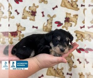 Schnauzer (Miniature) Puppy for sale in WINNSBORO, LA, USA