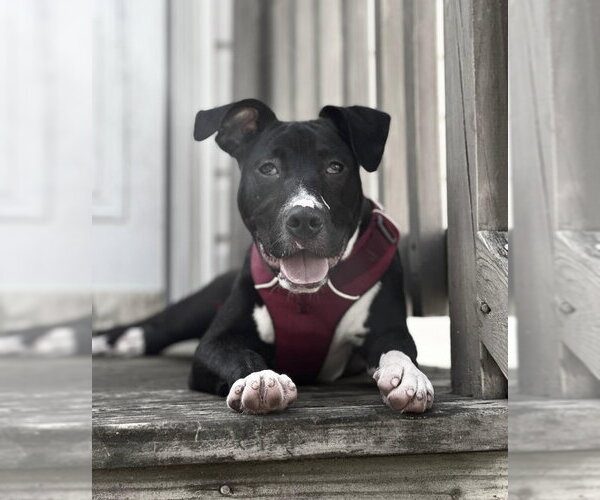 Medium Photo #13 American Staffordshire Terrier-Unknown Mix Puppy For Sale in Fairfax, VA, USA