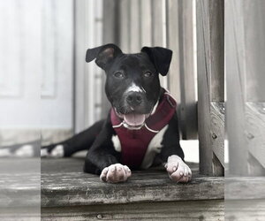 Brenda *Adopt* - Female American Staffordshire Terrier-Unknown Mix Dog for Adoption - Photo #13