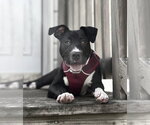 Small #12 American Staffordshire Terrier Mix