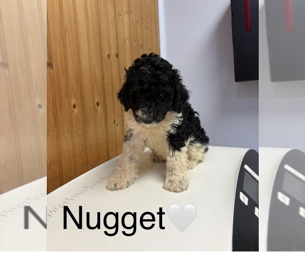 Medium Photo #3 Goldendoodle Puppy For Sale in HILLSBORO, TX, USA