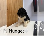 Nugget - Male Goldendoodle Puppy for Sale - Photo #3