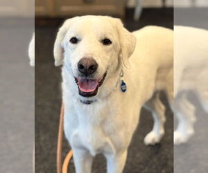 Great Pyrenees Dogs for adoption in Boonton, NJ, USA