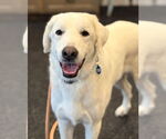 Small Great Pyrenees