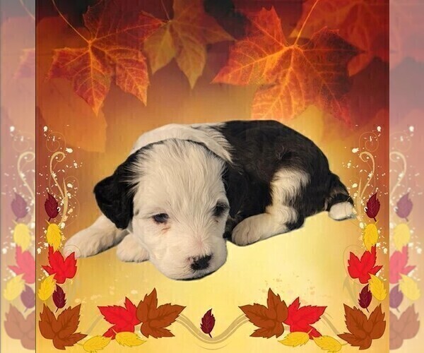 Medium Photo #1 Bernedoodle (Miniature) Puppy For Sale in PEYTON, CO, USA