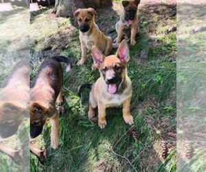 Malinois Puppy for sale in Smith, Ontario, Canada