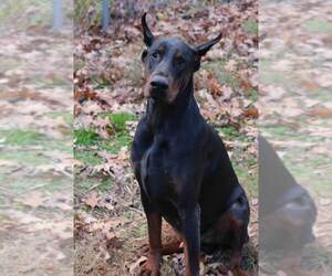 Father of the Doberman Pinscher puppies born on 01/12/2021
