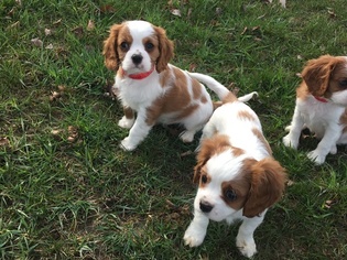 Cavalier King Charles Spaniel Puppy for sale in BERLIN CENTER, OH, USA