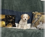 Small Cavapoo (Miniature)