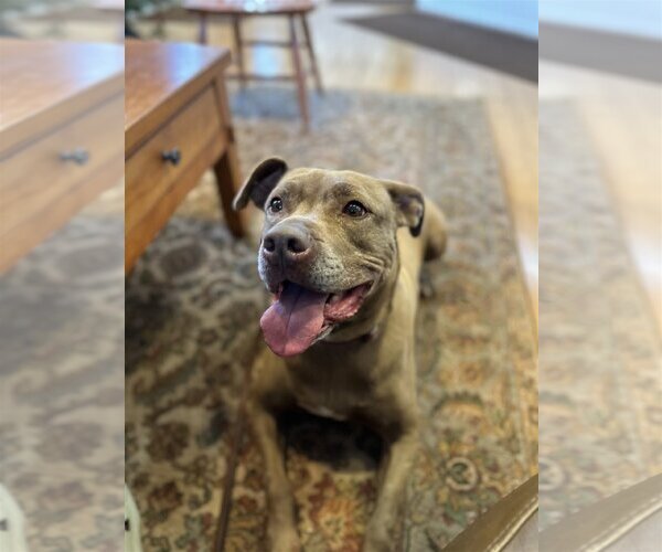 Medium Photo #2 Bullboxer Pit Puppy For Sale in Sykesville, MD, USA