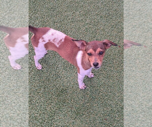 Medium Photo #2 Chihuahua Puppy For Sale in oakland, FL, USA